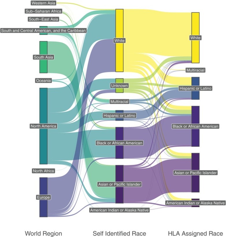 A three‐level Sankey diagram of (left) the regional origin of the RUN patients, (middle) the self‐assigned or presumed race category and (right) the population category assigned using an HLA‐based classifier (15 patients assigned to multiple population categories are not displayed).